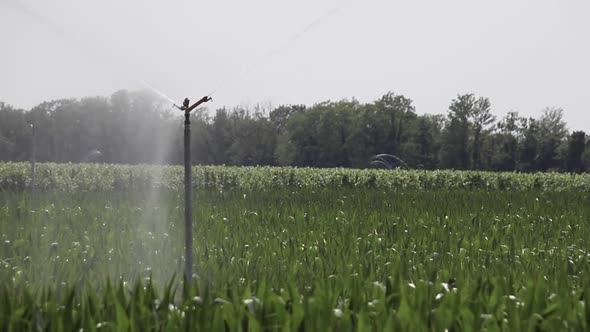 Irrigation system on green cornfield. Watering corn field in hot summer. Watering fields with agricu