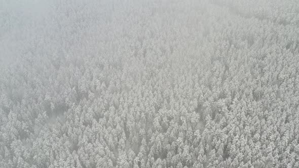 View From the Height of the Winter Forest with Snowcovered Trees in Winter