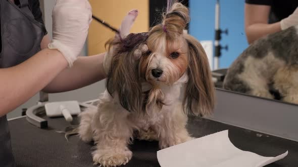 A Female Groomer Paints the Fur of a Small Beaver York Dog in a Groomer Salon