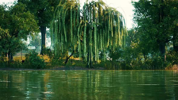 Trees in the Morning Sun Near a Pond in City Park