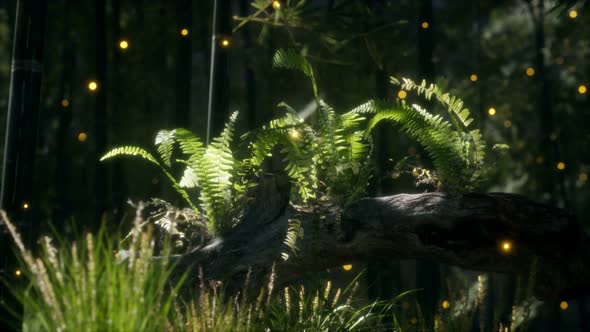 Horizontally Bending Tree Trunk with Ferns Growing, and Sunlight Shining