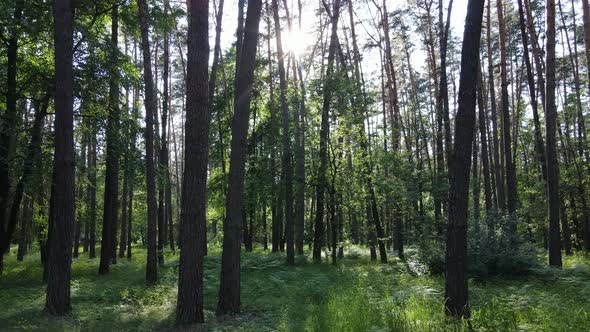 Trees in the Forest By Summer Day