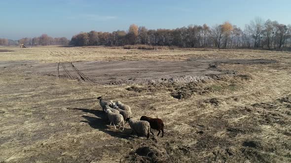 Herd of Sheep Walking in the Field Farm Animals Drone View