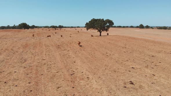 Brown Cows on a Pasture of a Farm, Aerial View.