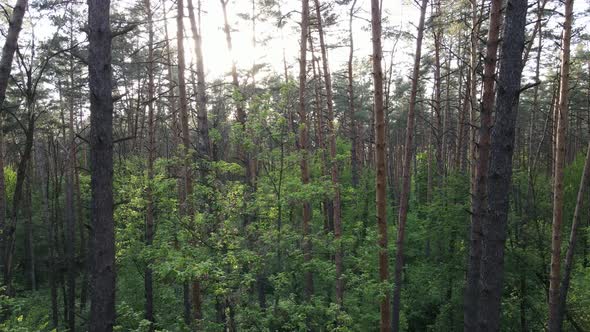 Wild Forest Landscape on a Summer Day