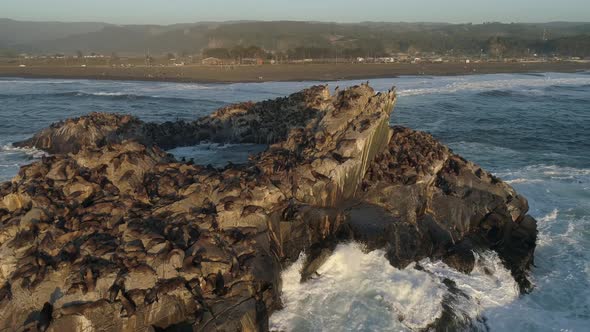 Colony Of Patagonian Sea Lions In The Shrine Of Cobquecura Piedra De La Loberia In Chile - aerial dr