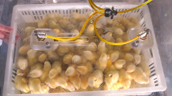 Vaccination of Young Chickens. Chickens in Plastic Containers Are Sprayed with a Solution 