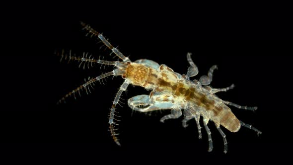 Amphipoda Ericthonius Sp. Under the Microscope, of the Family Ischyroceridae, Has a Long Body