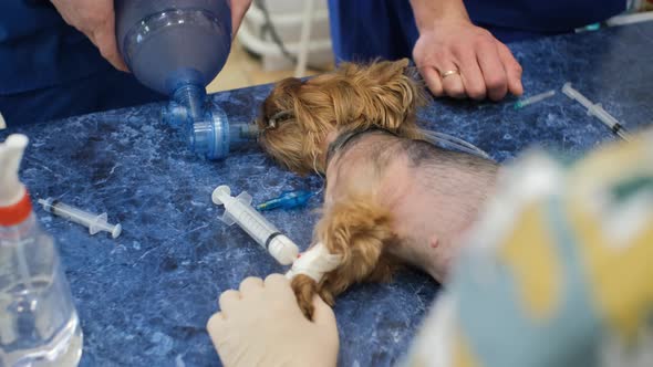 Vet Doctor Prepares Yorkshire Terrier for Surgery