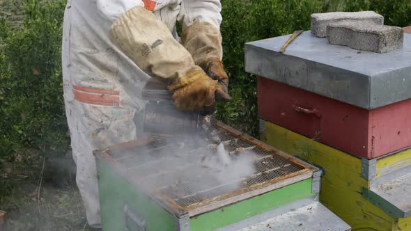 Beekeeper is working with bees and beehives