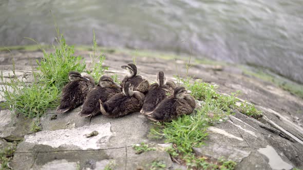 Gimbal Shot of Several Little Ducks Sitting on the Stone Beside Lake