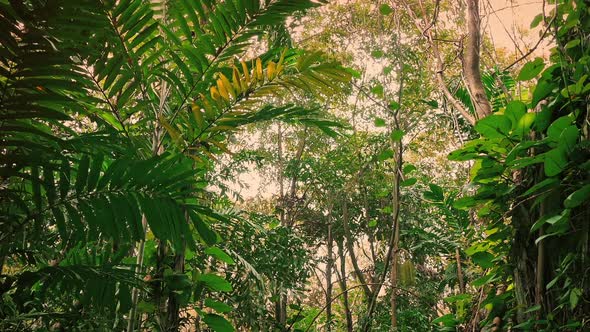 Flying Through Tropical Jungle At Sunset