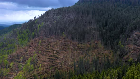 Forest with thousands of fallen trees  due to the very strong wind. Ecological natural disaster