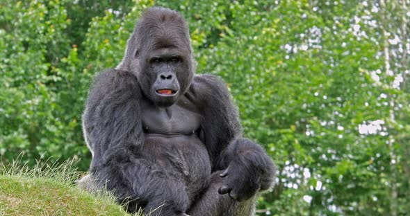 950004 Eastern Lowland Gorilla, gorilla gorilla graueri, Male sitting, real Time 4K