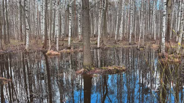 In the Wood the Spring Begins Trees Stand in Water a Sunny Day Patches of Light and Reflection on