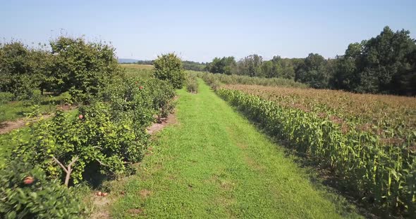 Backing down a row of apple tress on one side and corn on the other side on a bright sunny day.