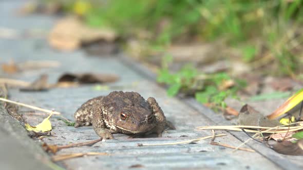 a toad crawls along a storm drain in search of food