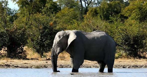 Wild African Elephant in Botswana, Africa