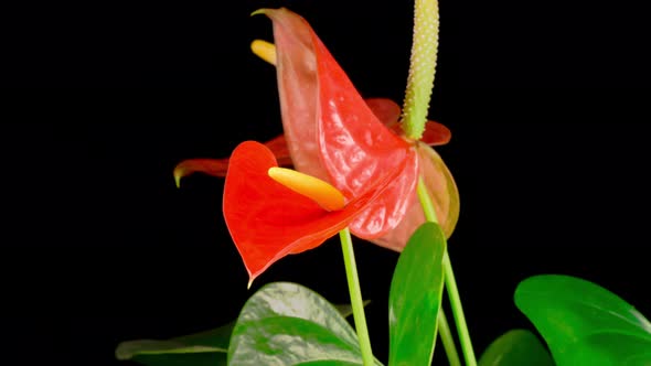 Time Lapse of Opening Pink Anthurium Flower