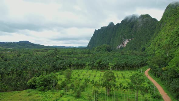 Drone are flying over betel nut groves and coconut groves