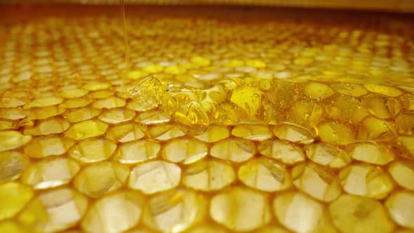 Stream of Golden Thick Honey Flowing Down on the Honeycombs