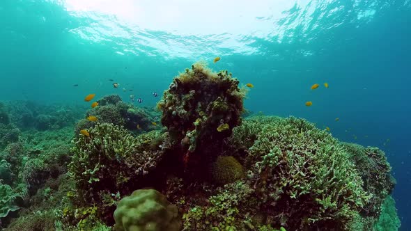 Coral Reef and Tropical Fish Underwater