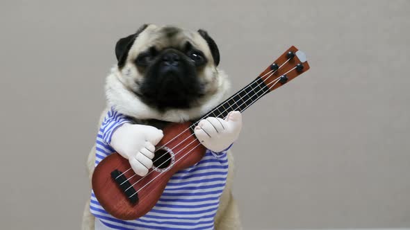 Funny Pug Looks at the Camera with a Guitar in a Festive Costume, Dog Guitarist