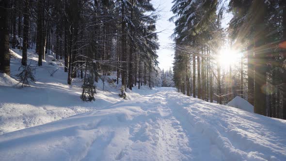 A Crosscountry Skiing Trail in a Snowcovered Forest in Winter  Sun Shines Through Trees