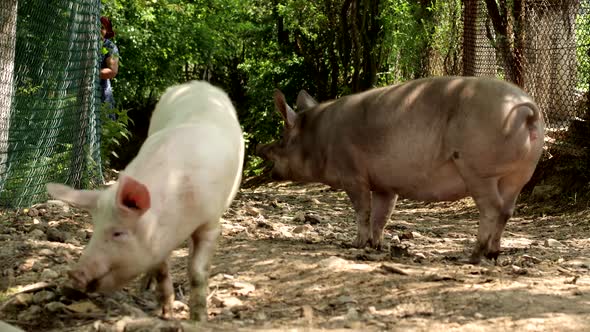 Pigs walk on the road in the countryside
