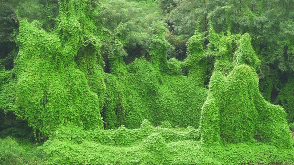 Ivy Covered Real Jungle Trees and Natural Dense Vegetation in Tropical Rain Forest