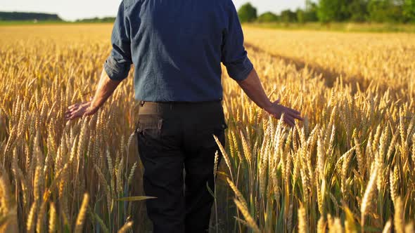 Farmer in agricultural land.