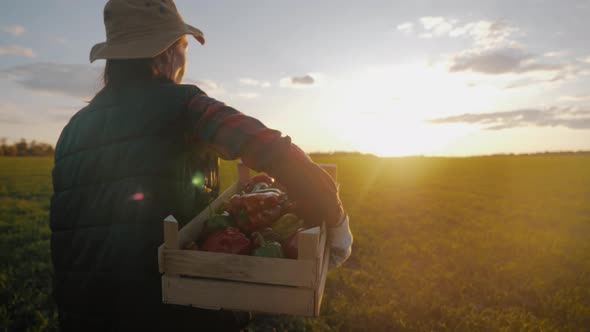 Young Beautiful Girl Farmer in Hat with Box Fresh Ecological Vegetables in Field at Sunset. Concept