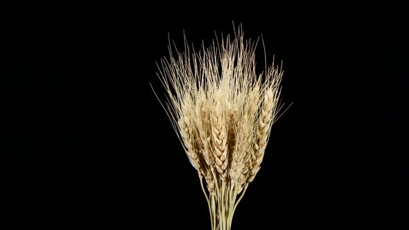 Ripe Ears of Dry Wheat on Black, Rotation