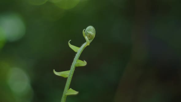 Forest plant Tip Macro 9