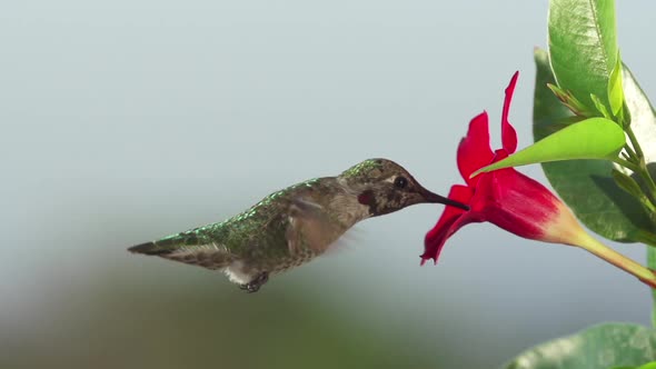 Hummingbird Feeding Slow Motion.