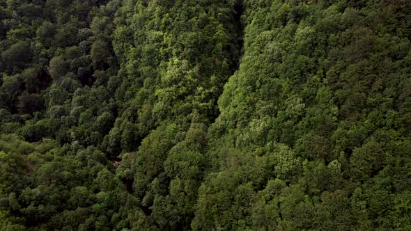 Beautiful Green Forest