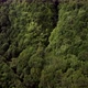 Beautiful Green Forest - VideoHive Item for Sale