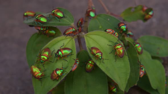 Green Jewel Bug Colony Umbrawarra Gorge, Northern Territory, Australia 4K