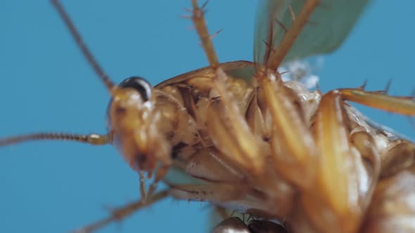 Brown Cockroach is Hold By Silver Tweezers and Tries to Escape Moving Its Legs and Antennas