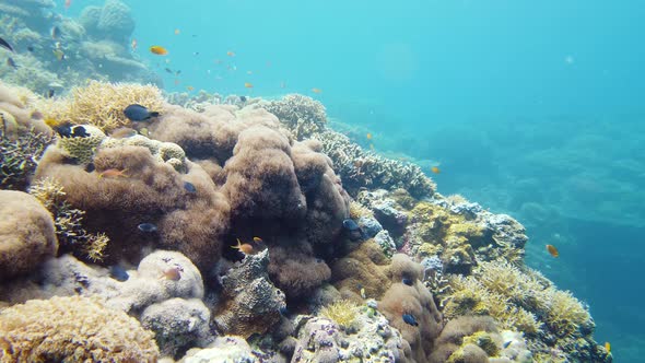 Coral Reef and Tropical Fish Underwater. Leyte, Philippines