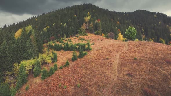 Autumn Coniferous Forest Carpathian Mountain Hill