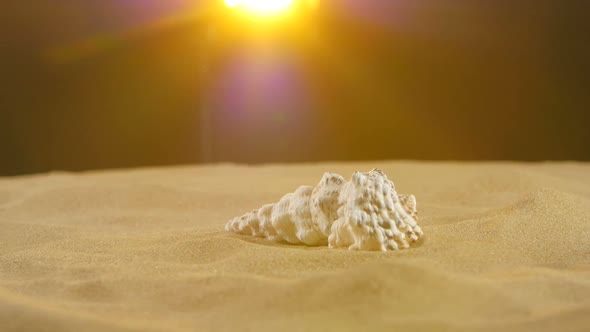 Unusual Ocean Shell, White, on Sand, Back Yellow Light, Close Up, Rotation