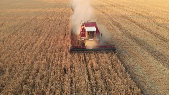 Aerial View  Combine Harvester Agriculture Machine Harvesting Golden Ripe Wheat Field