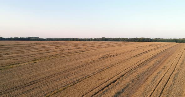 Flying Over Wheat Field Agriculture