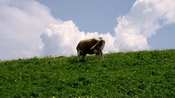Cows in the Field Grazing on Grass and Pasture in Ukraine on a Farming Ranch