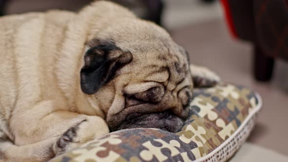 Sleep dog close eyes lying relax on floor