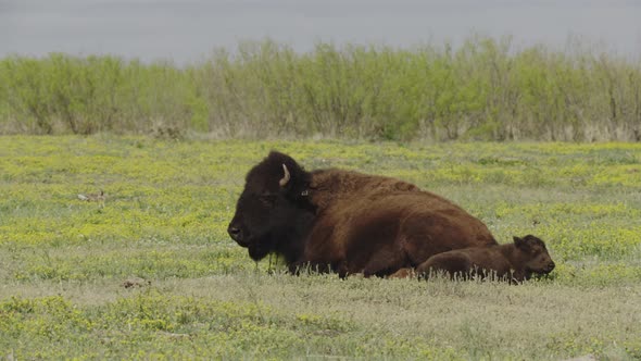 Bison family resting in a prairie