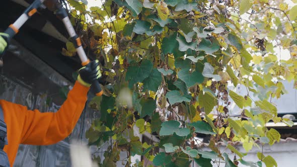 Close Look of Young Farmer Pruning Garden Grapes Leaves 