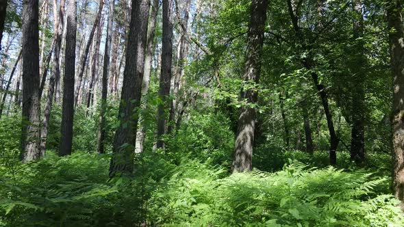 Beautiful Green Forest on a Summer Day Slow Motion