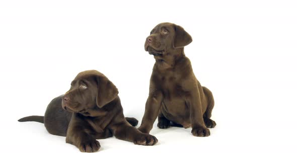 Brown Labrador Retriever, Puppies on White Background, Normandy, Slow Motion 4K